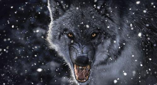 狼狼影院在线观看免费,免费畅享,在线观影新体验 第2张 狼狼影院在线观看免费,免费畅享,在线观影新体验 第2张